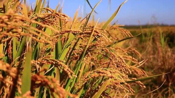 在乡下成熟的稻田里稻子在风中摇曳