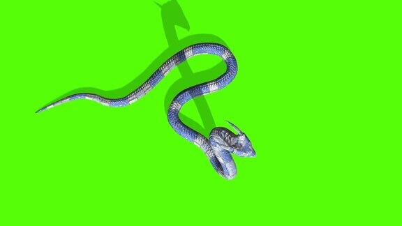 蛇攻击动画-蟒蛇绿屏