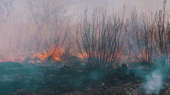 森林大火燃烧干草树木和芦苇野火慢动作