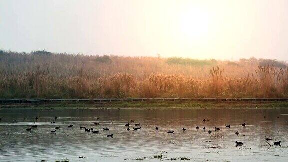 一群松鸡或野鸭在湖水中