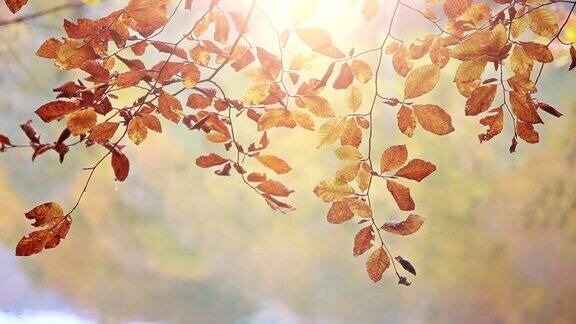 高清:秋天的落叶