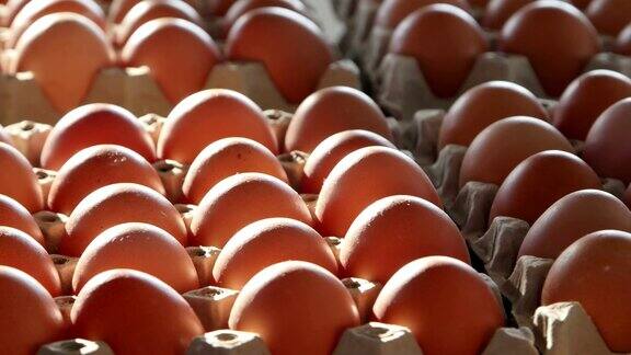 家禽饲养场成箱的新鲜鸡蛋