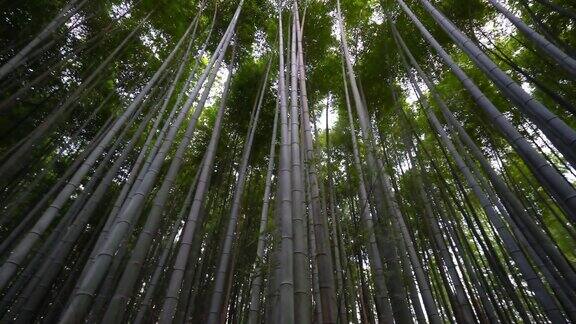 京都岚山美丽的竹林