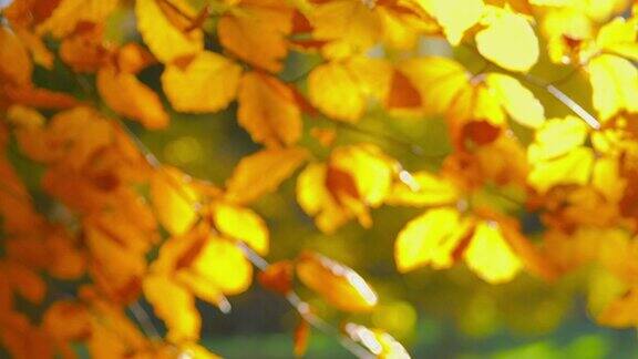 秋天的印象-美丽的秋叶-镜头变换焦点