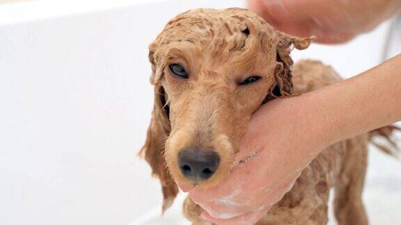 女人用手给狗洗澡
