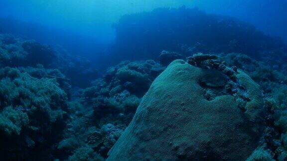 深海珊瑚礁