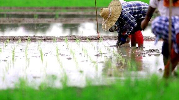 农民在稻田里种植水稻