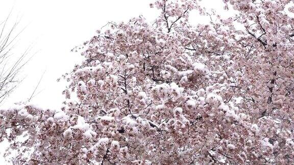 樱花在雪中盛开