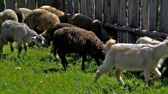 小羊羔和山羊