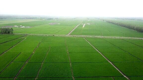 全景自然景观的绿色田野与水稻