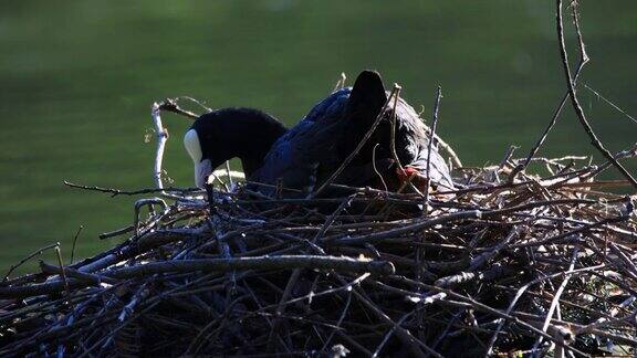 巢中刚孵出雏鸟的单身白骨顶鸟