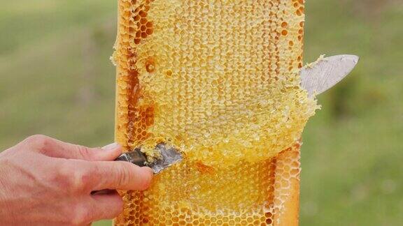 养蜂人用刀从蜂箱上打开带有蜂蜜的蜂巢