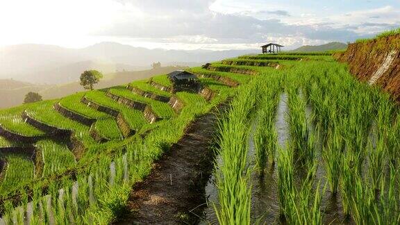 稻田东南亚的农业产品日落时分有雨滴