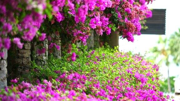 粉色的三角梅花被种植在公园的围栏上天然花卉围栏概念减少全球变暖
