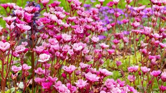 粉红色的小花在柔和的春风下摇曳清新的自然背景4K彩色花卉视频