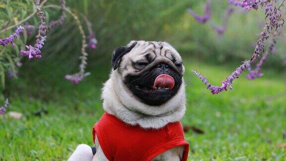 快乐的狗哈巴狗品种微笑与滑稽的脸在绿色的草地上的花园纯种哈巴狗健康