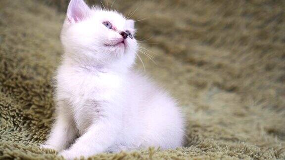 可爱的小白猫坐在床上