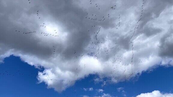 鹅迁移早春的鸭子在天空中呈v字形从南方飞来
