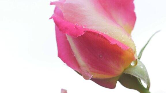 美丽的粉红玫瑰花蕾和落下的雨滴