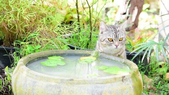 可爱的虎斑猫有着美丽的黄眼睛在绿色花园的莲花陶土盆喝水