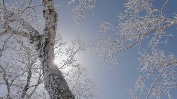 冬日的阳光照在冰冷的树干后面