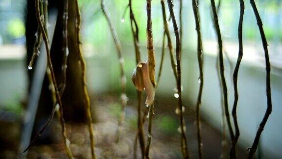 一场大雨过后一只小蜗牛正爬上一株野兰花