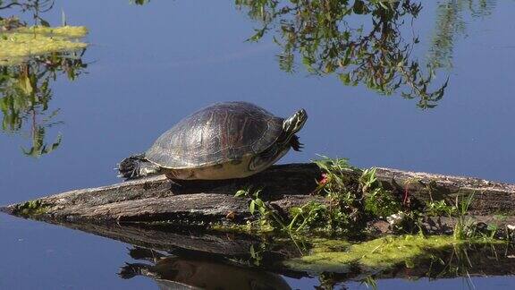 佛罗里达湿地的乌龟在原木上晒太阳