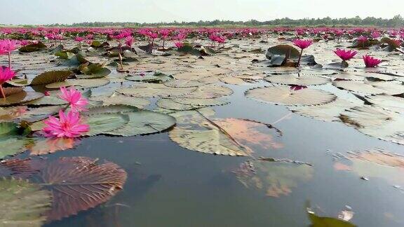莲属植物花湖