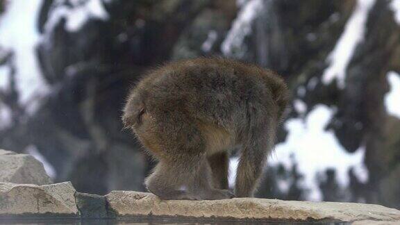 慢镜头日本雪猴在冬天吃温泉的种子