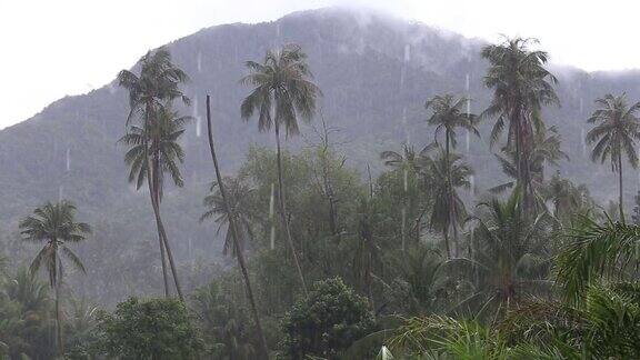 热带的风和雨落在泰国绿色的棕榈树叶上