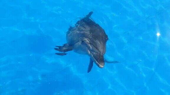好奇的海豚跳出水面