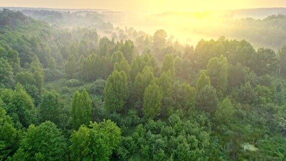 日出时美丽的绿色森林景色飞过树梢紫外线通过空中射击4k