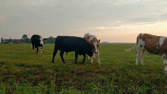 奶牛在日落的牧场