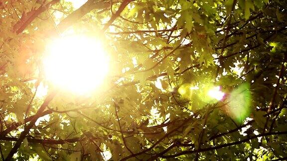 琥珀色的阳光穿过森林的树枝
