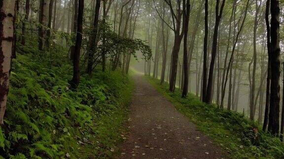 行走在森林中的小径斯坦尼康