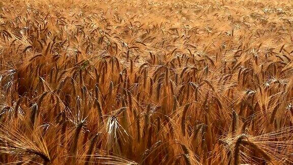 田野里成熟的麦穗饱满