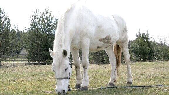 白俄罗斯村庄里的一匹吃草的白马