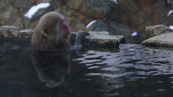 雪猴日本猕猴的红脸肖像在冷水与雾
