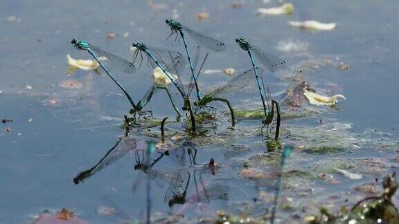 蜻蜓在湖边产卵