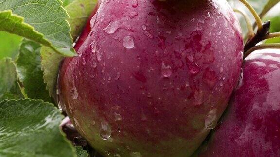 雨后的苹果树特写苹果