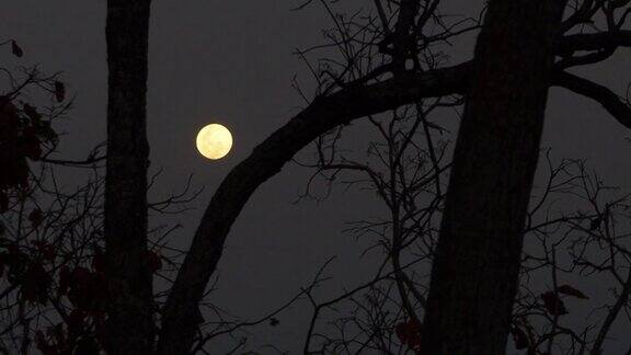 黑暗森林里的满月