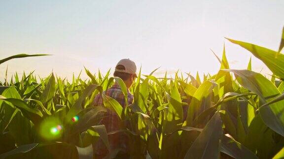 一位农民正穿过玉米地