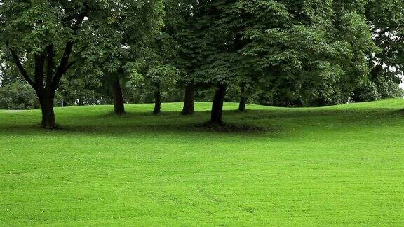 公园里绿色的草坪