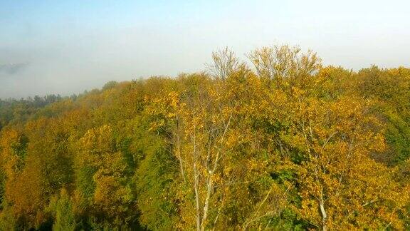 空中雾蒙蒙的秋天森林