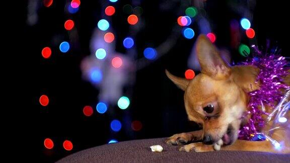 玩具小猎犬是一只黄色的新年狗