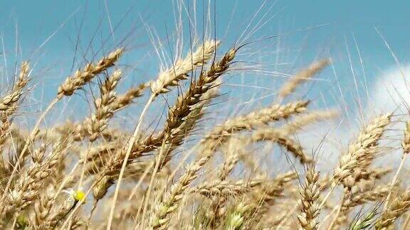 面包和农业麦田在蓝天的映衬下摇摆琥珀色的麦粒在风中飘扬