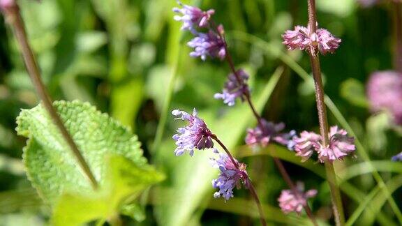 蜜蜂飞来飞去在紫罗兰红色的花朵上采集花粉为蜂蜜