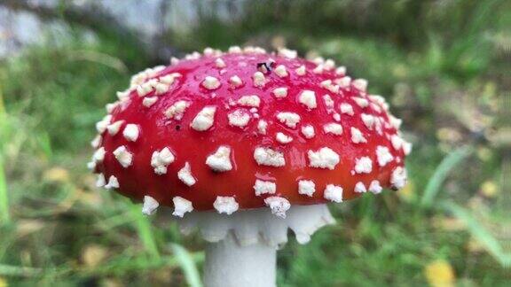 蘑菇鹅膏菌生长在森林里特写镜头