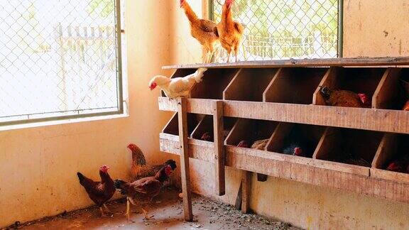 4K小型家庭有机养鸡场