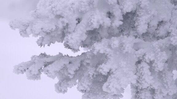 树枝上结了厚厚的霜冬天早晨的寒冷天气